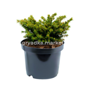 Ель обыкновенная Литл Джем C 7,5 30-40 2