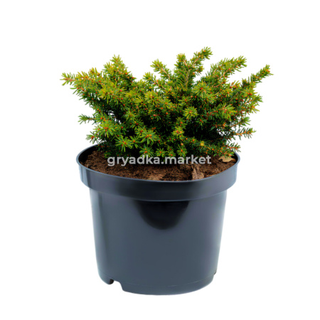 Ель обыкновенная Литл Джем C 7,5 30-40 2