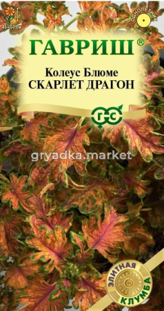 Колеус Блюме Скарлет Драгон 4шт Одн 50см (Гавриш) Элитная клумба