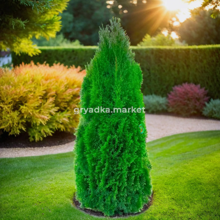 Туя западная Смарагд 180-200 cm RB  C35 1
