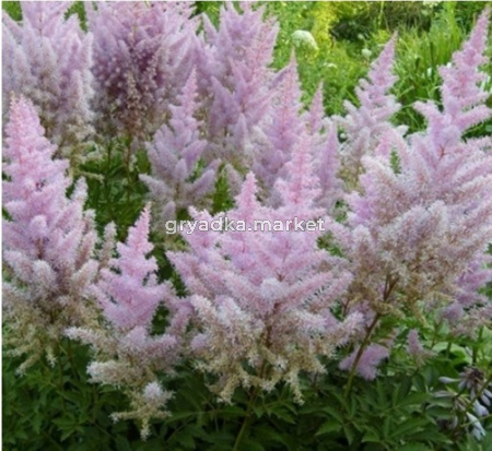 Астильба Арендса Гиацинт С3 (Питомник Малахит)