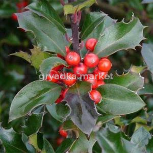 Падуб Мезерва (Ilex x meserveae Blue Princess) C-12 Н50-60 