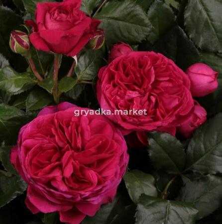 Скриншот 14-02-2023 095607