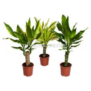 Драцена фрагранс Микс 1 ст, наб. (D-12)