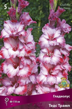 Гладиолус гофрированный Тедс Трамп 5шт (нежно-сиреневый, 12-14, h110см)