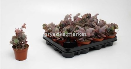 Каланхоэ Амег С8,5 Н15