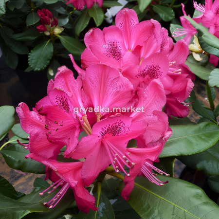 Рододендрон гибридный Нова Зембла C 12 40-50 1