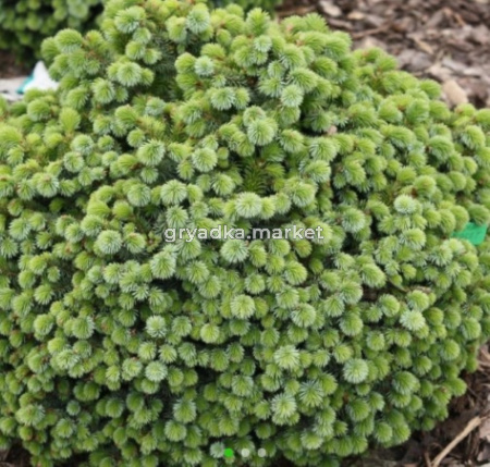 Ель ситхинская (Picea sitchensis) Миджет С3 ГлХ