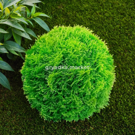 Туя западная Хозери B 40-50 1