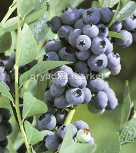 Голубика Блюголд 2-летн (С3)