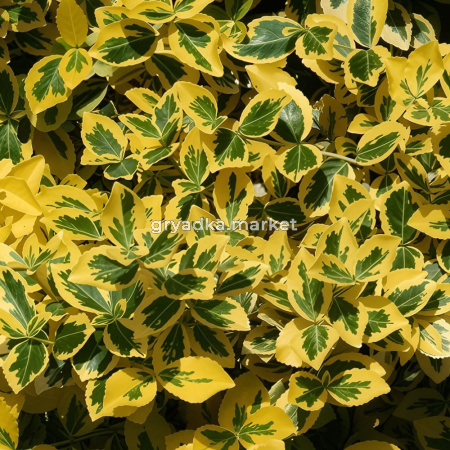 Бересклет форчуна Эмеральд Голд C5 Шт 80 1