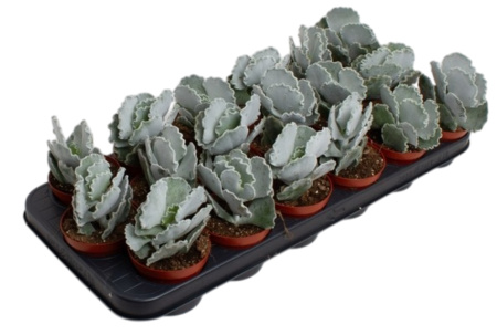 Котиледон ундулата Котиледон ундулата