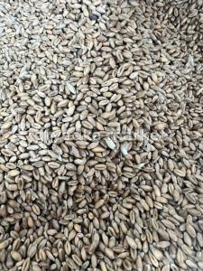 Пшеница 50кг