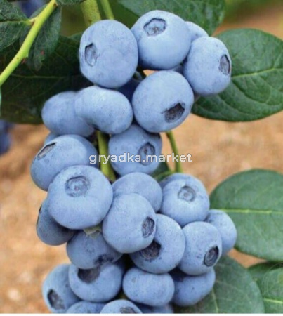 Голубика Калипсо СЗ (Питомник Чернова)