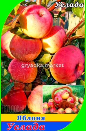 Яблоня Услада 2022 гп раннеосенний сорт пакет (V8)