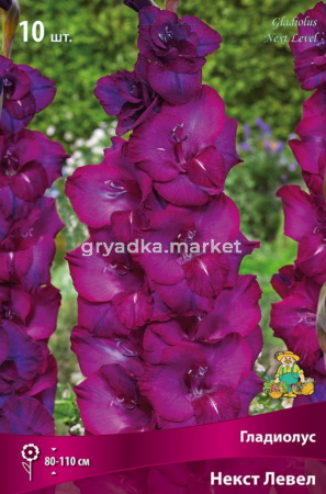Гладиолус крупноцветковый Некст Левел 10шт (пурпурно-сиреневая, 10-12)