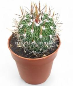 Эхинофоссулокактус многореберный С8,5 Н16