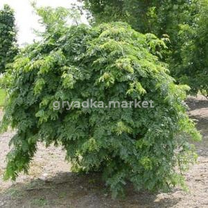 Гледичия трёхколючковая (Gleditsia triacanthos Emerald Cascade) C5 Pa Н100 - 120