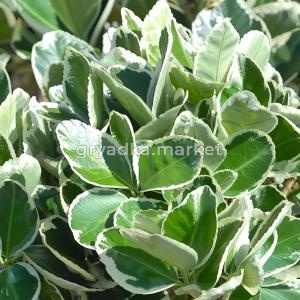 Бересклет японский Кэтти C5 Шт 80 1