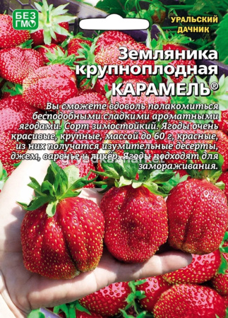 Земляника Карамель крупноплодная (УД)