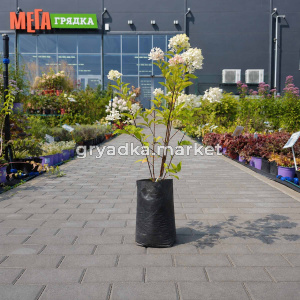 Гортензия метельчатая Литл Фрайз (ПГ)