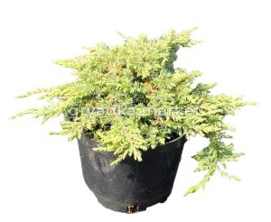 Можжевельник обыкновенный Грин Карпет (Juniperus communis Green Carpet  C3)