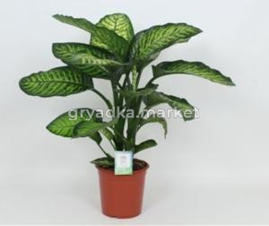 Диффенбахия Мароба С24 Н90