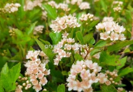 Пузыреплодник калинолистный Литлл Грини С3