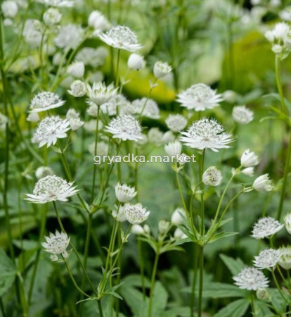 Астранция крупная Альба С3 (Питомник Малахит)