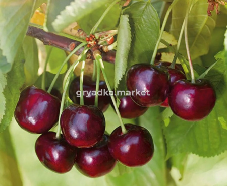 Черешня Речица П20 (Питомник Малахит)