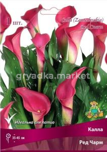 Калла Ред Чарм (красный, 1шт, 14-16)