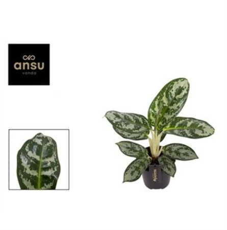 Аглаонема Амазон Сильвер С12 H30 Аглаонема Амазон Сильвер С12 H30