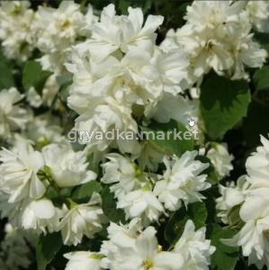 Чубушник Шнеештурм С3см 