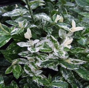 Бересклет Форчуна Харлеквин (С2)