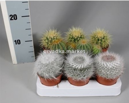 Кактус Болл микс С8,5 Н5