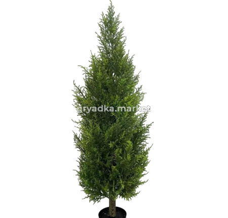 Кипарис Н150 см AL-BS-150