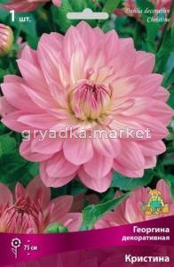 Георгина Кристина 1шт.