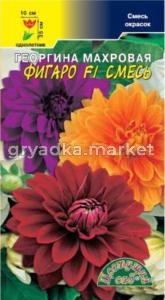 Георгина Фигаро F1 Смесь махровая Цвет сад