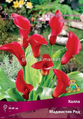 Калла Маджестик Ред 1шт 14-16