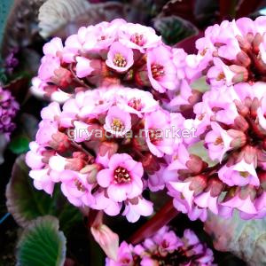 Бадан сердцелистный Эденс Дарк Марджин 1