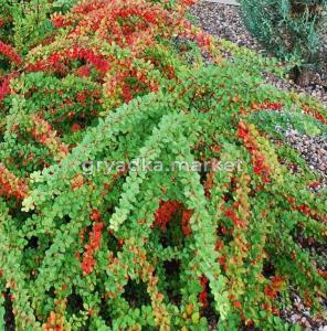 Барбарис Тунберга Грин Карпет C3 20-40см