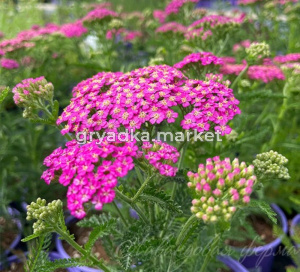 Тысячелистник 