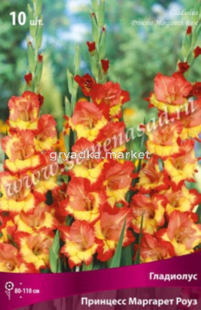 Гладиолус Принцесс Маргарет Роуз10шт 10-12