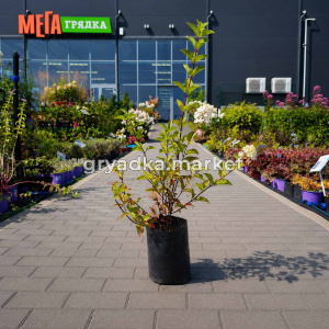 Гортензия метельчатая Фрейз мельба (ПГ)