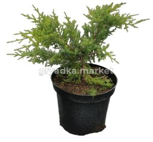 Можжевельник Пфитцериана Компакта (Juniperus Pfitzeriana Compacta С3)