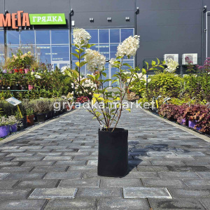 Гортензия метельчатая Диамантино (ПГ)