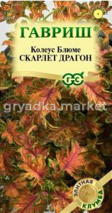 Колеус Блюме Скарлет Драгон 4шт Одн 50см (Гавриш) Элитная клумба