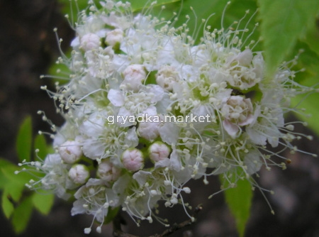 Спирея японская Албифлора (Albiflora) с3