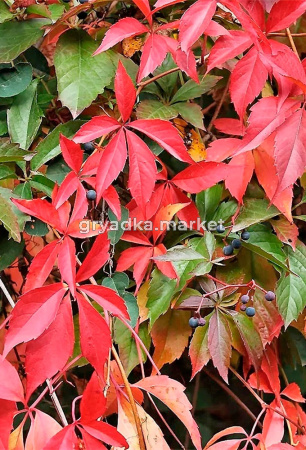 Виноград девичий С3 (Никитенко)