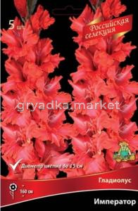 Гладиолус Император 12+ крупн. 5шт